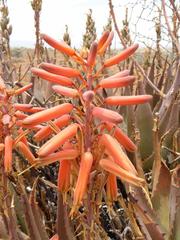 Aloe falcata