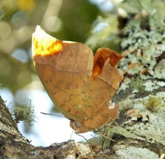 Charaxes varanes varanes