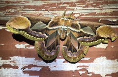 Rothschildia hopfferi