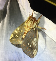 Citheronia brissotii