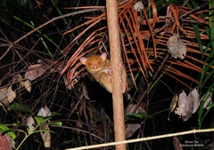 Cephalopachus bancanus borneanus