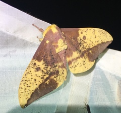 Eacles imperialis magnifica