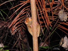 Cephalopachus bancanus borneanus