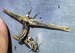 Forbesopsis sphingipennis