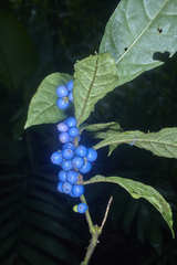 Ronabea emetica