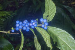 Ronabea emetica