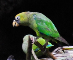 Scarlet-Shouldered Parrotlet photo 2