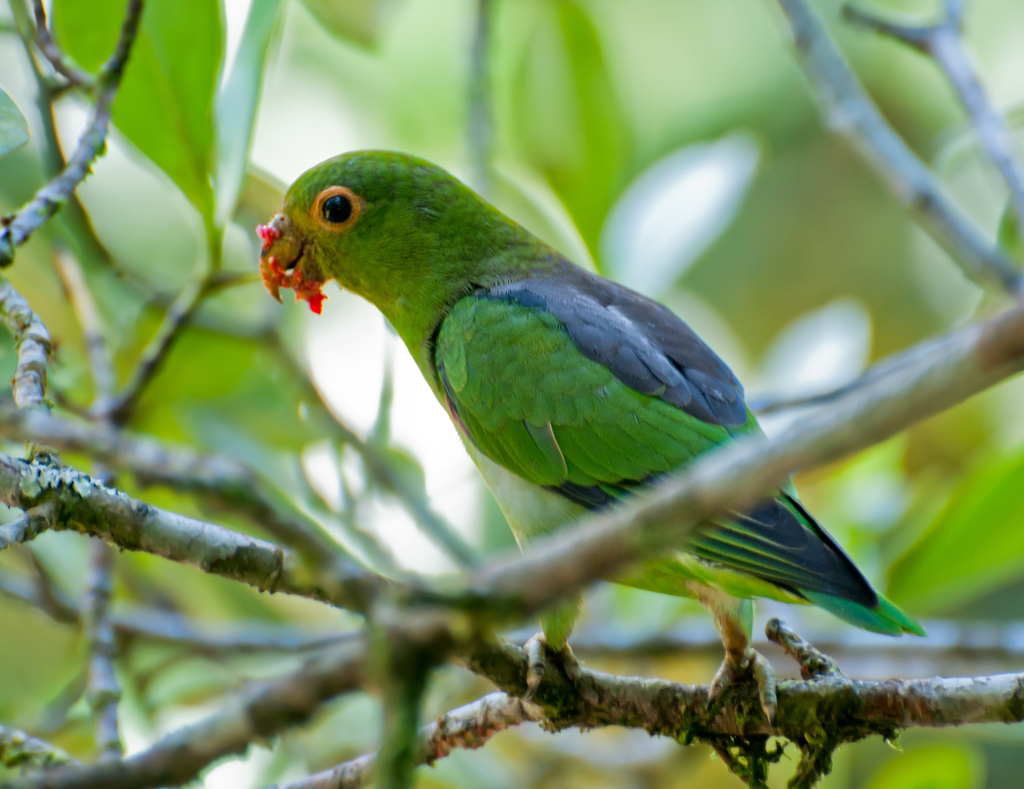 Brown-backed Parrotlet (Touit melanonotus) photo