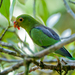 Brown-backed Parrotlet - Photo (c) Dario Sanches, some rights reserved (CC BY-SA)