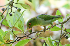 Brown-Backed Parrotlet photo 2