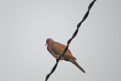 Streptopelia senegalensis