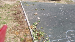 Heracleum sosnowskyi