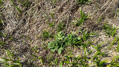 Heracleum sosnowskyi