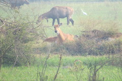 Boselaphus tragocamelus