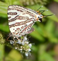 Cigaritis natalensis