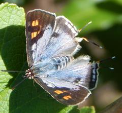Cigaritis natalensis