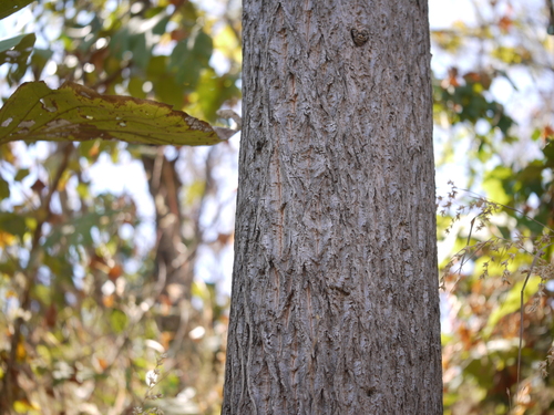 Silk-cotton tree (Cochlospermum religiosum)