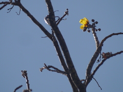 Cochlospermum religiosum