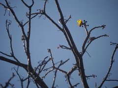 Cochlospermum religiosum