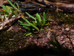 Specklinia pertenuis