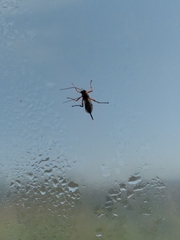 Pimpla pedalis