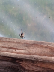 Pimpla pedalis