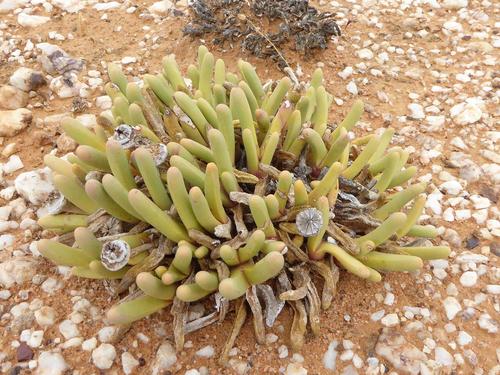 Argyroderma fissum