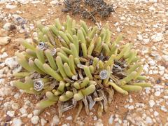 Argyroderma fissum