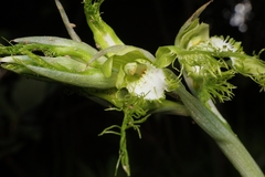 Bipinnula plumosa