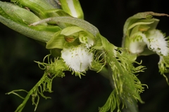 Bipinnula plumosa