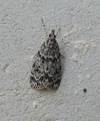 Scoparia basistrigalis