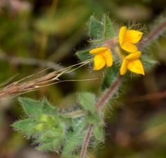Lotus subbiflorus subbiflorus