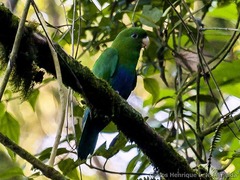 Blue-Bellied Parrot photo 3