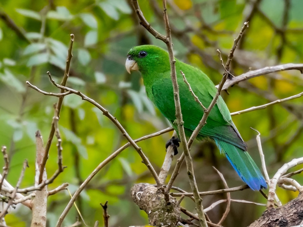 Blue-Bellied Parrot