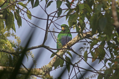 Blue-Bellied Parrot photo 2