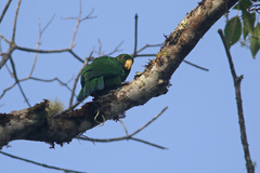 Blue-Bellied Parrot photo 4