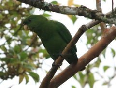 Blue-Bellied Parrot photo 5