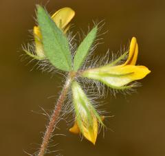 Lotus subbiflorus subbiflorus