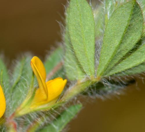 Lotus subbiflorus