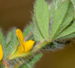 Lotus subbiflorus subbiflorus