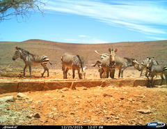 Equus zebra hartmannae