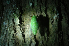 Dundubia