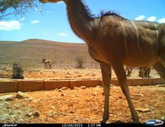 Equus zebra hartmannae