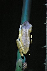 Polypedates leucomystax