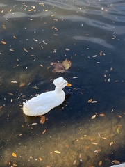 Anas platyrhynchos domesticus