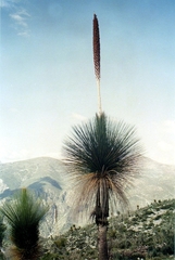 Dasylirion longissimum