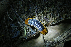 Lamprigera