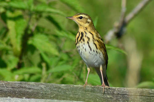 Olive-backed Pipit