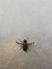 Rivellia syngenesiae