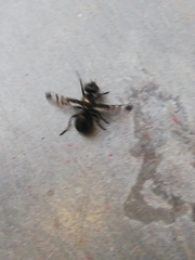 Rivellia syngenesiae